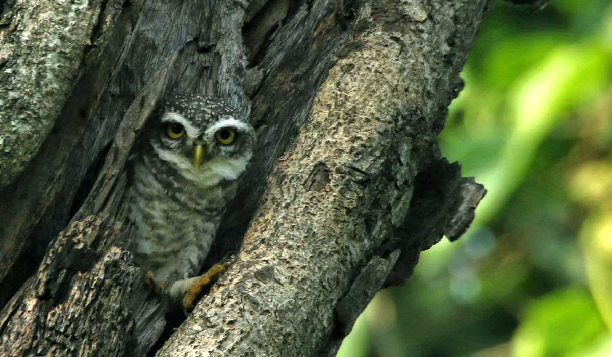 spotted-owlet