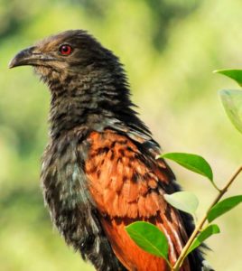 Greater coucal - Centropus sinensis1
