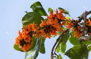 Bastard Teak flower (scientific name: Butea monosperma) beautiful orange flowers bloom on a tree with blue sky.