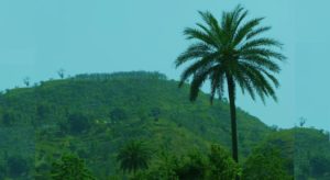 Indian-Date-Palm-Bharal-Morni-hills