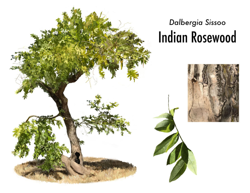 தோதகத்தி மரம் (Indian Rosewood Tree) YIB
