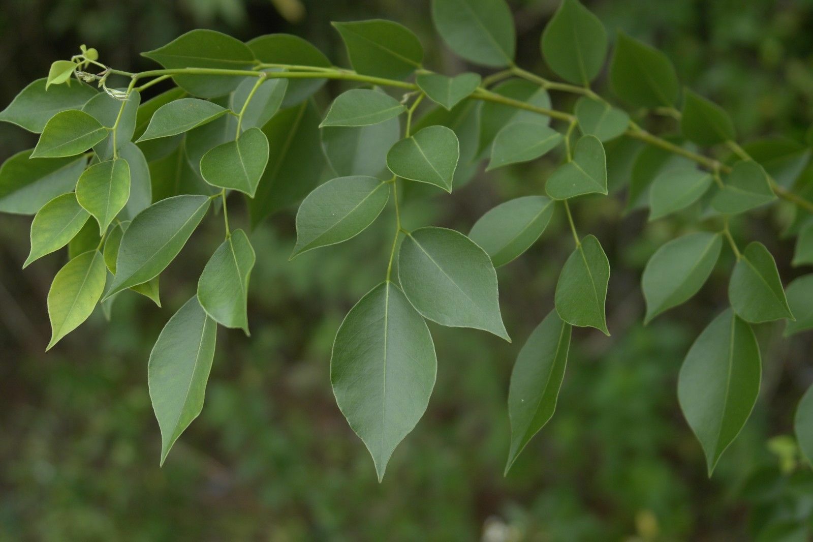 தோதகத்தி மரம் (Indian Rosewood Tree) YIB