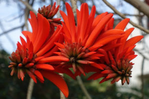 Indian coral tree