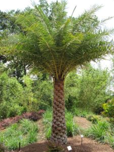 inidian date palm tree
